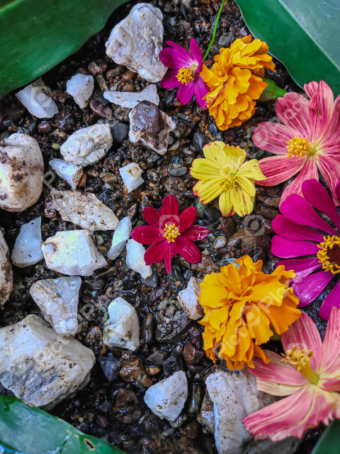 stone and colorful flowers
