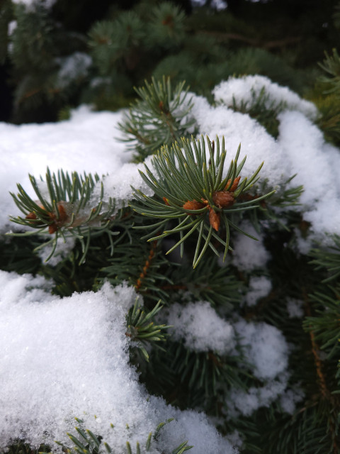 close up of a pine tree with snow on it