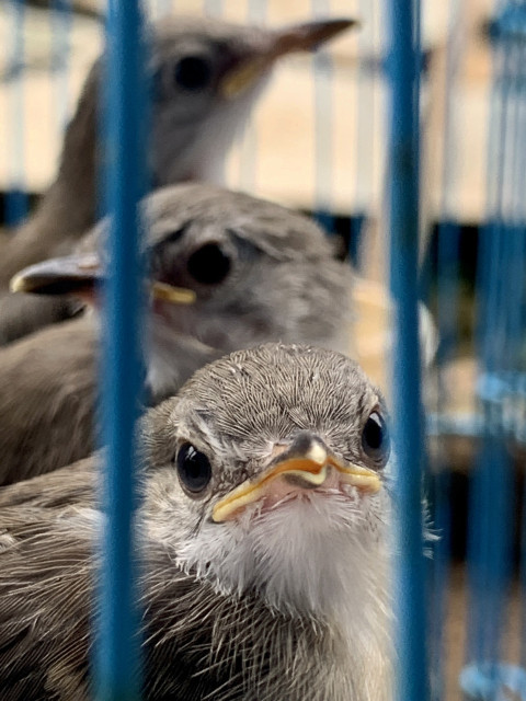 Cute baby bird