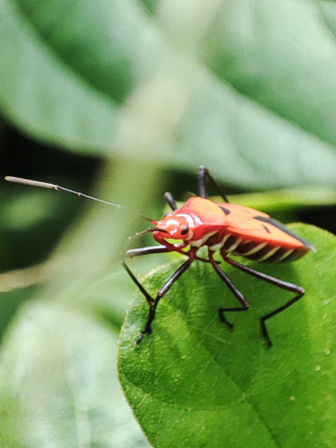 Small beetle on a leaf