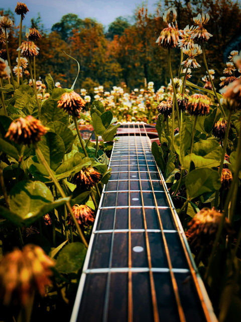 guitarphotography flowers meaningful
