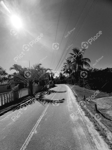 Black and white photo, roads and palm trees