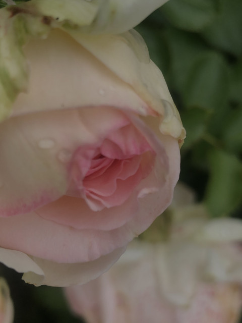 Fall in love with this stunning close-up of a light pink rose bud. The delicate petals and lush greenery make for a beautiful and romantic image.