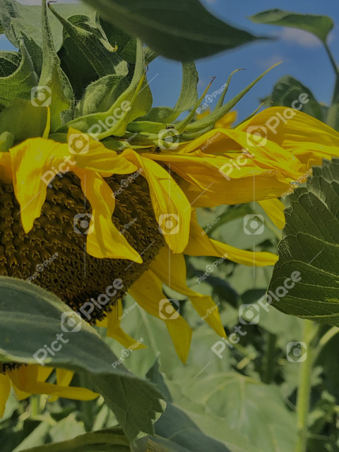 Please, support Ukrainian people:) Photo of a sunflower.