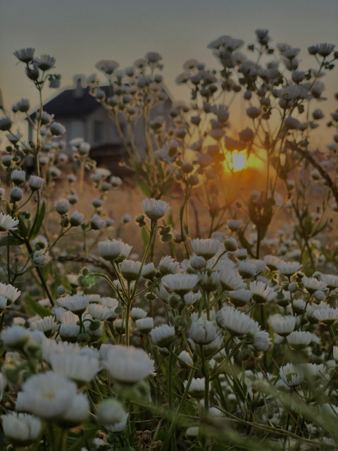 daisies with the sun, a cool combination