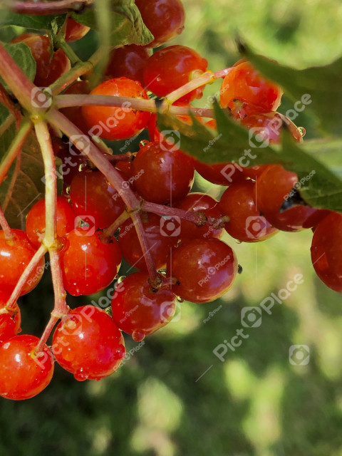 Vibrant close-up of red currant berries. Perfect for food, nature projects. Add a touch of elegance to any space.