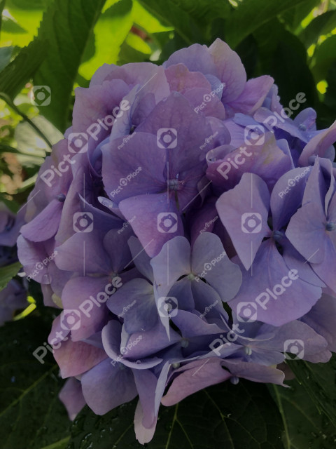 Purple hydrangea