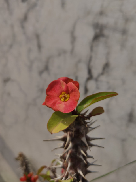 flower Euphorbia Mile