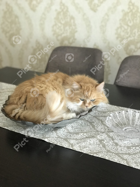 cat on a platter