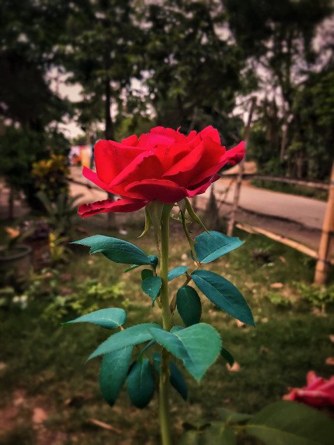 Red rose