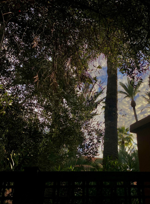 view through many branches