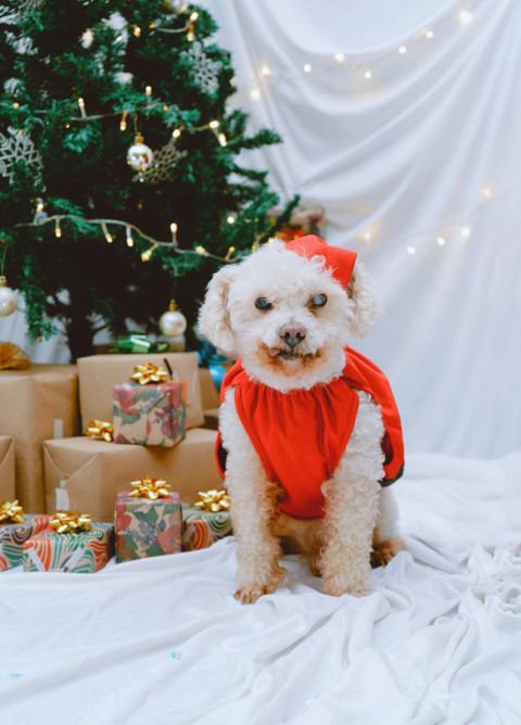 small white dog