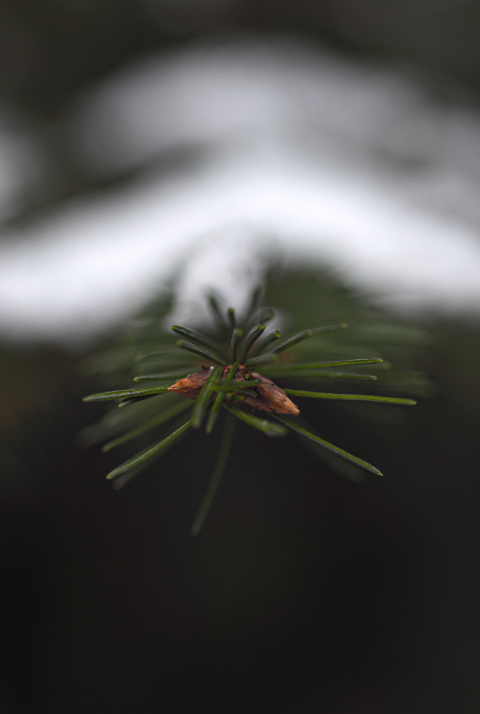 young cones