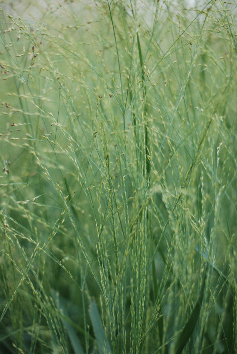 green plants