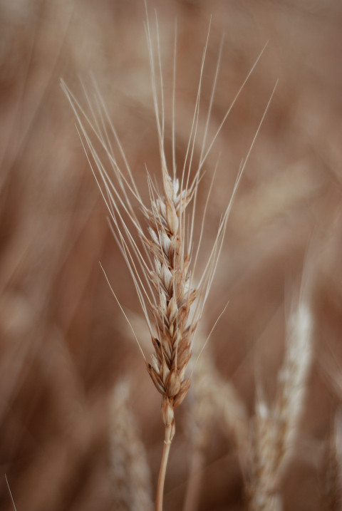 spikelet