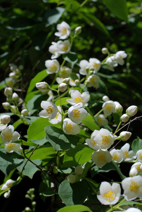 White flower