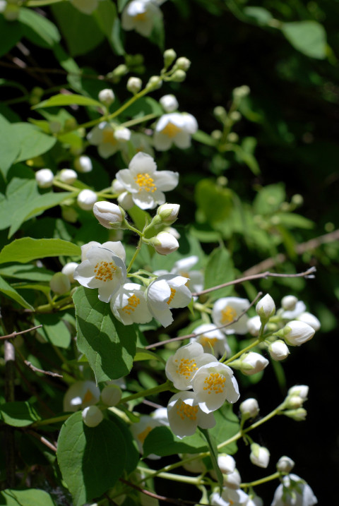 white flowers