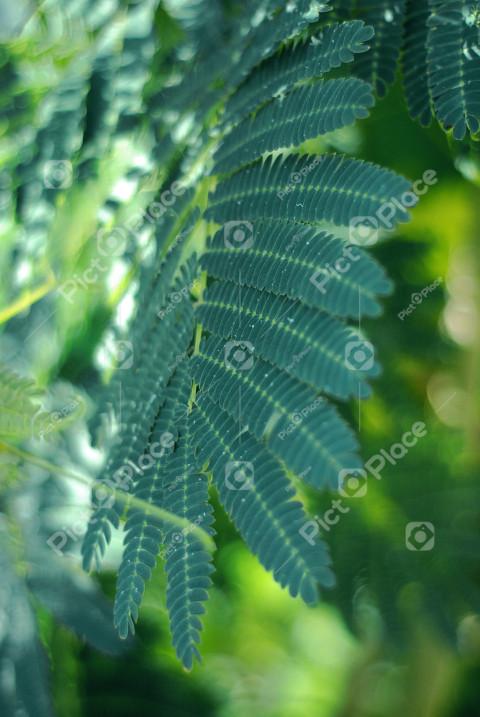 green large leaves