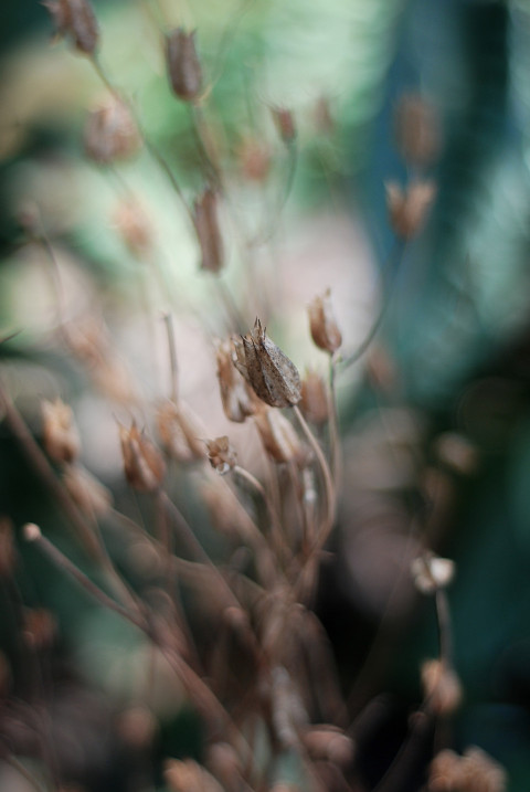 Dry plants