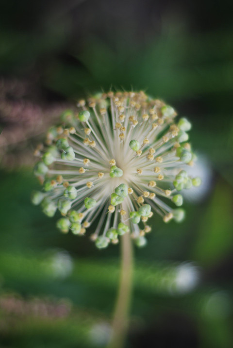 flowering ornamental plant