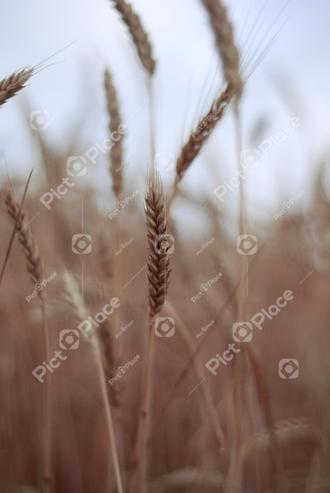 Ear of wheat on a soft background
