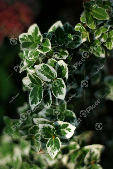 leaves of a garden plant