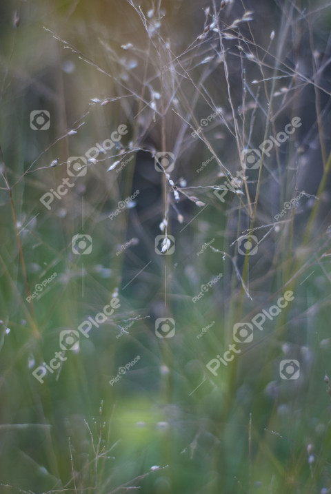 Plants on a blurred background