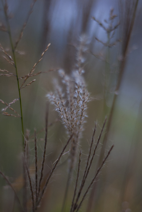 Background of autumn plants