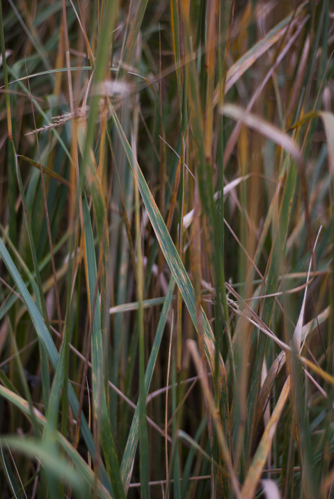 Autumn grass