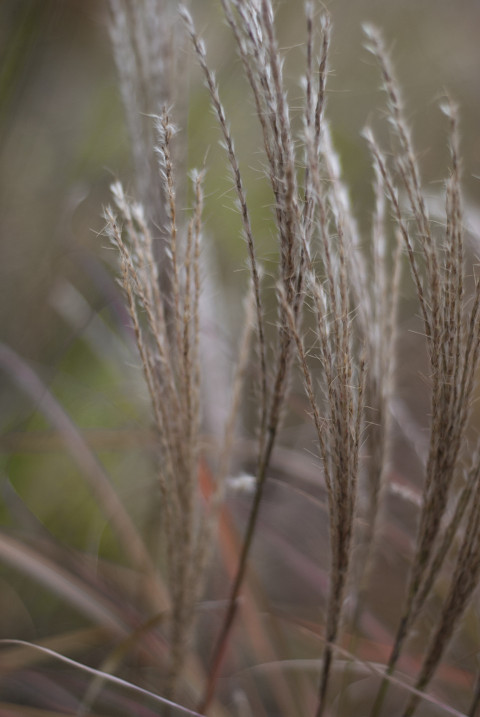 Plant branches on a blurred background