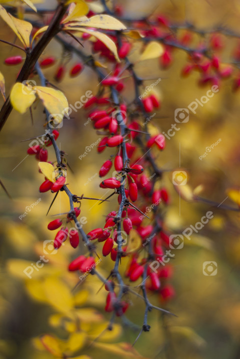 Red berries, yellow leaves