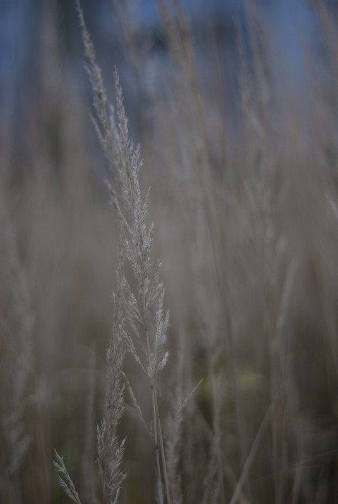 Background of autumn plants