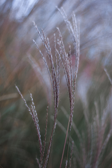 Decorative flowers on a blurred background