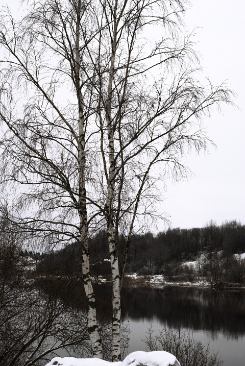 Two white birches