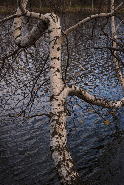 Birch tree by the pond