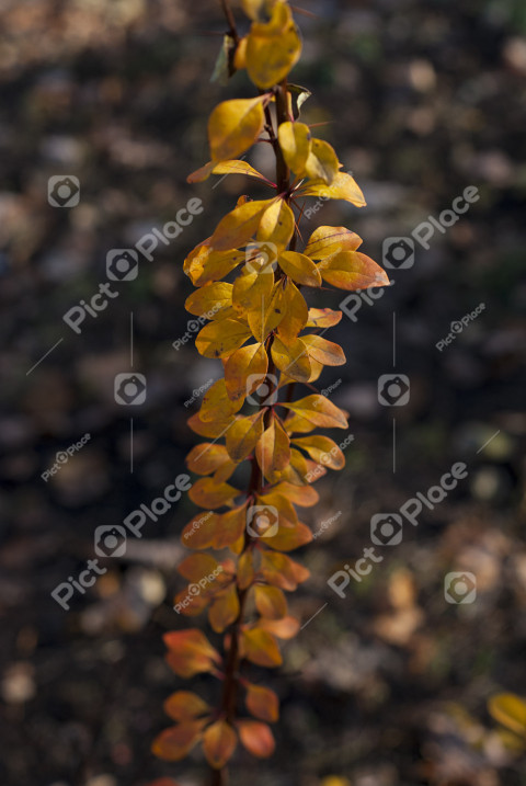 Beautiful yellow autumn leaves on branch. yellow autumn leaves. autumn season with yellow leaves