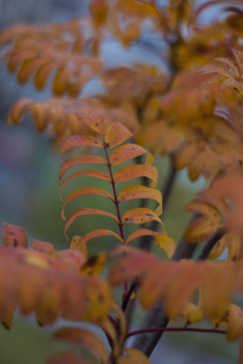 Autumn leaves of rowan