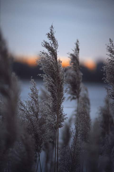 reeds at sunset