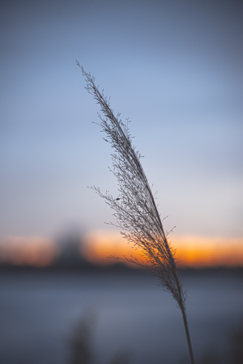 reeds at sunset