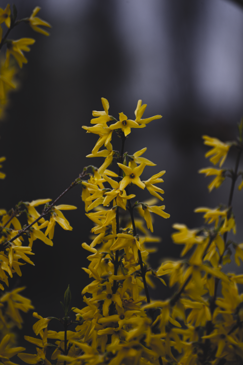 Forsythia