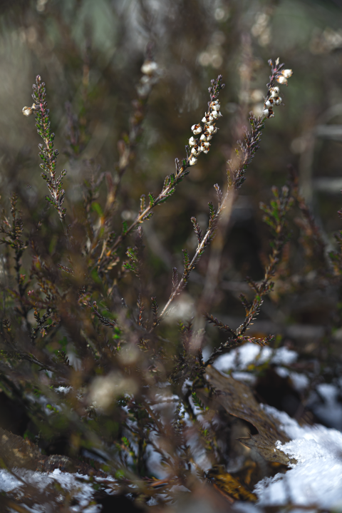 Calluna