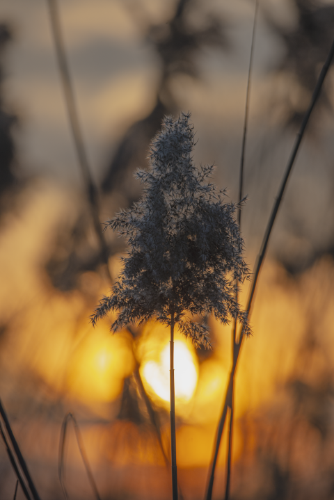 reeds at sunset