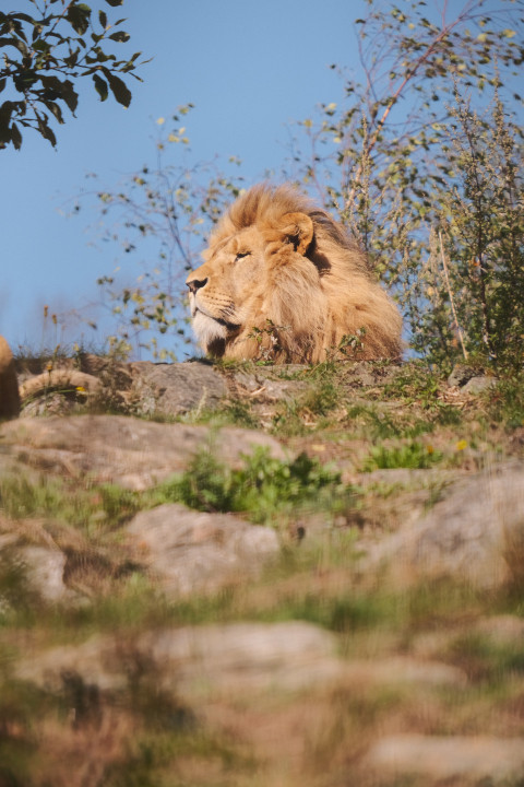 Lion lying on top of a rocky hill