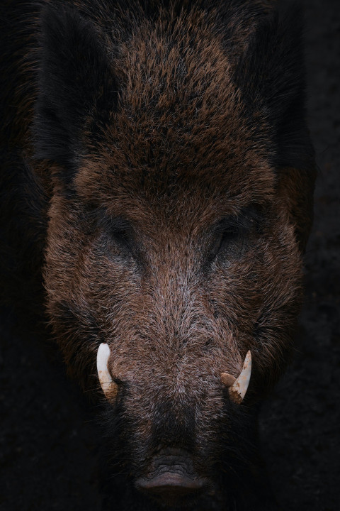close up of a wild boar head with horns