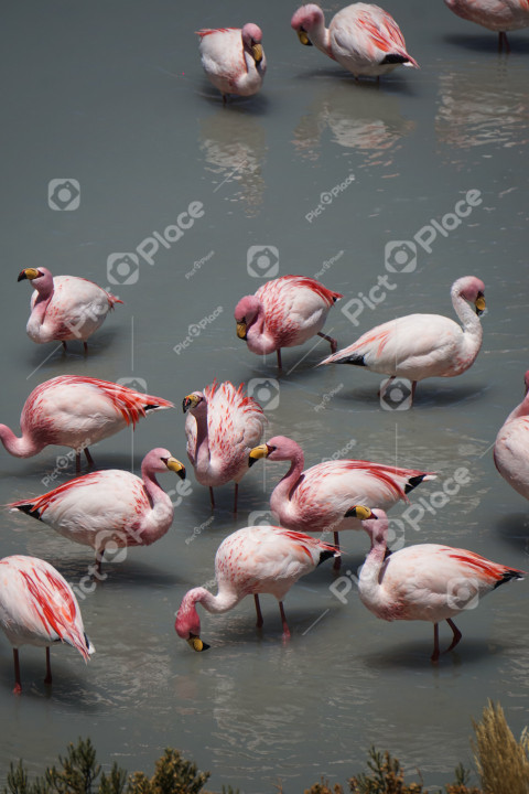 flock of pink flamingos standing in a body of water