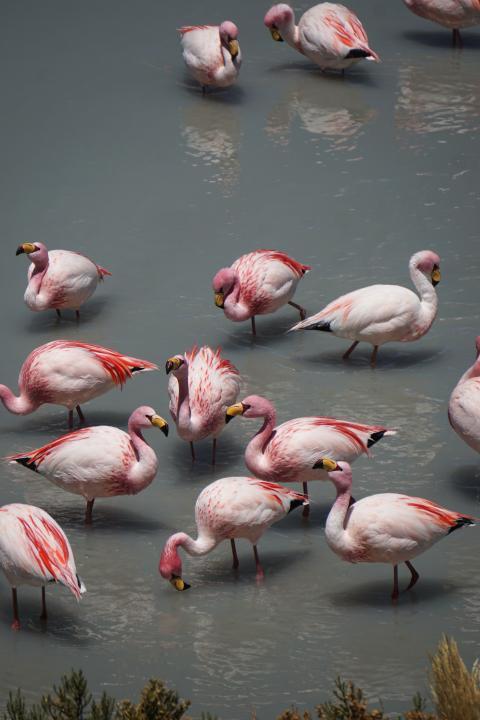 flock of pink flamingos standing in a body of water