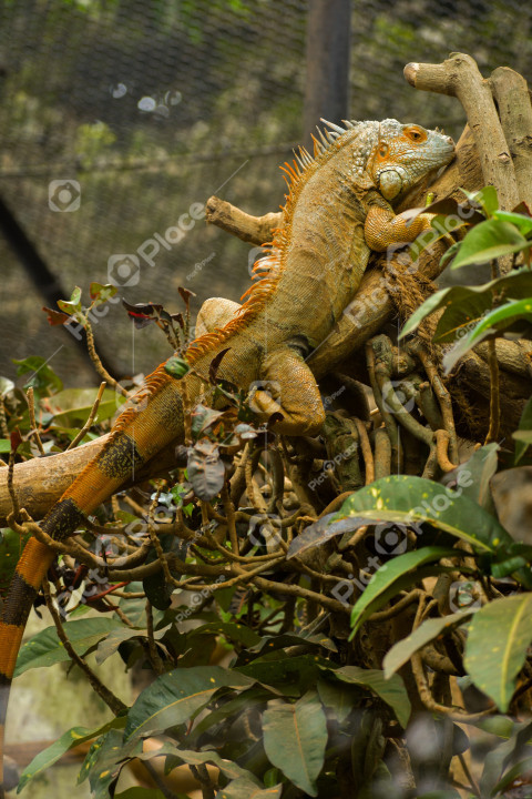 large lizard sitting on top of a tree branch