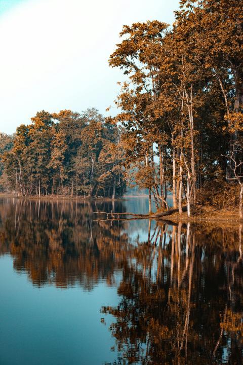 large body of water surrounded by trees