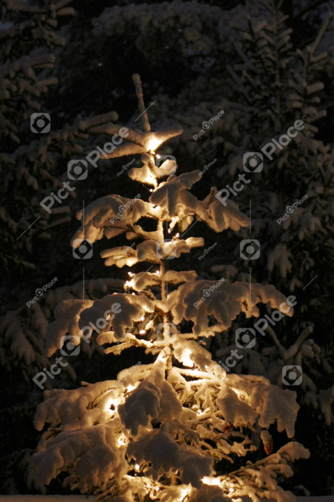 A Christmas tree lit up in the snow