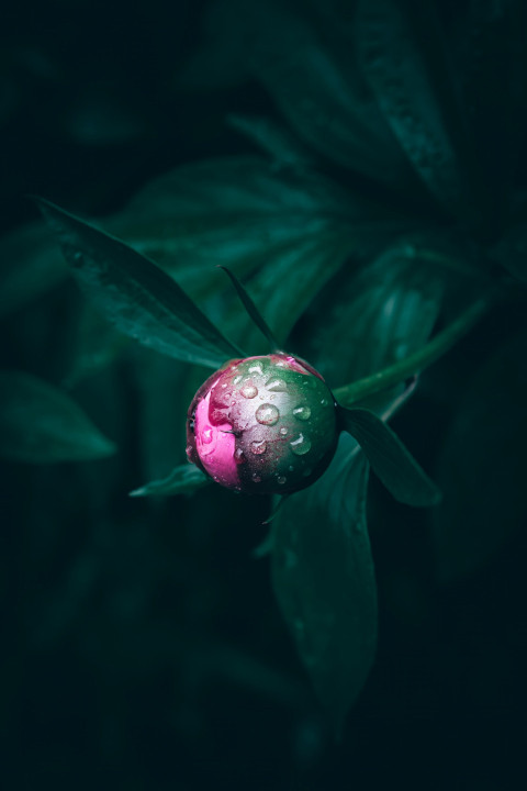 a pink flower with water drops on it